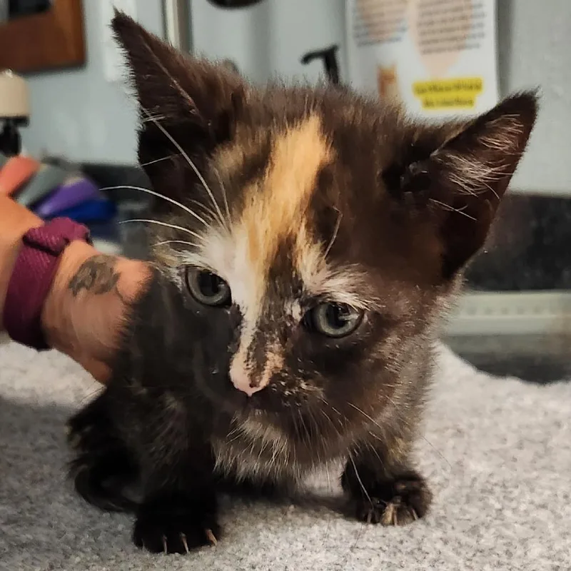 A baby small-sized female Tortoiseshell Domestic Short Hair cat named Daphne for adoption in Brighton, MO