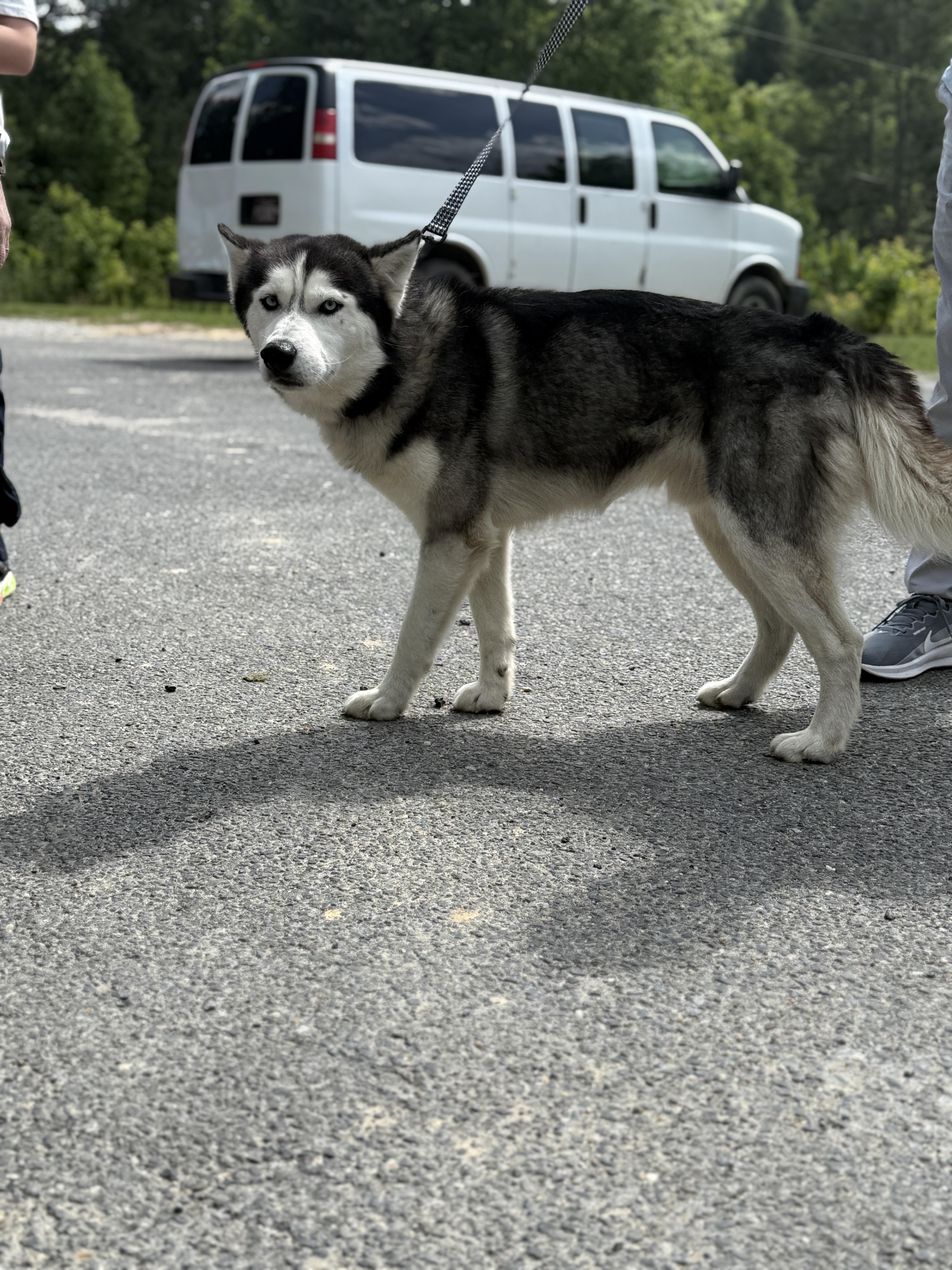 An adult large-sized male Siberian Husky dog named Theo for adoption in Fayetteville, WV