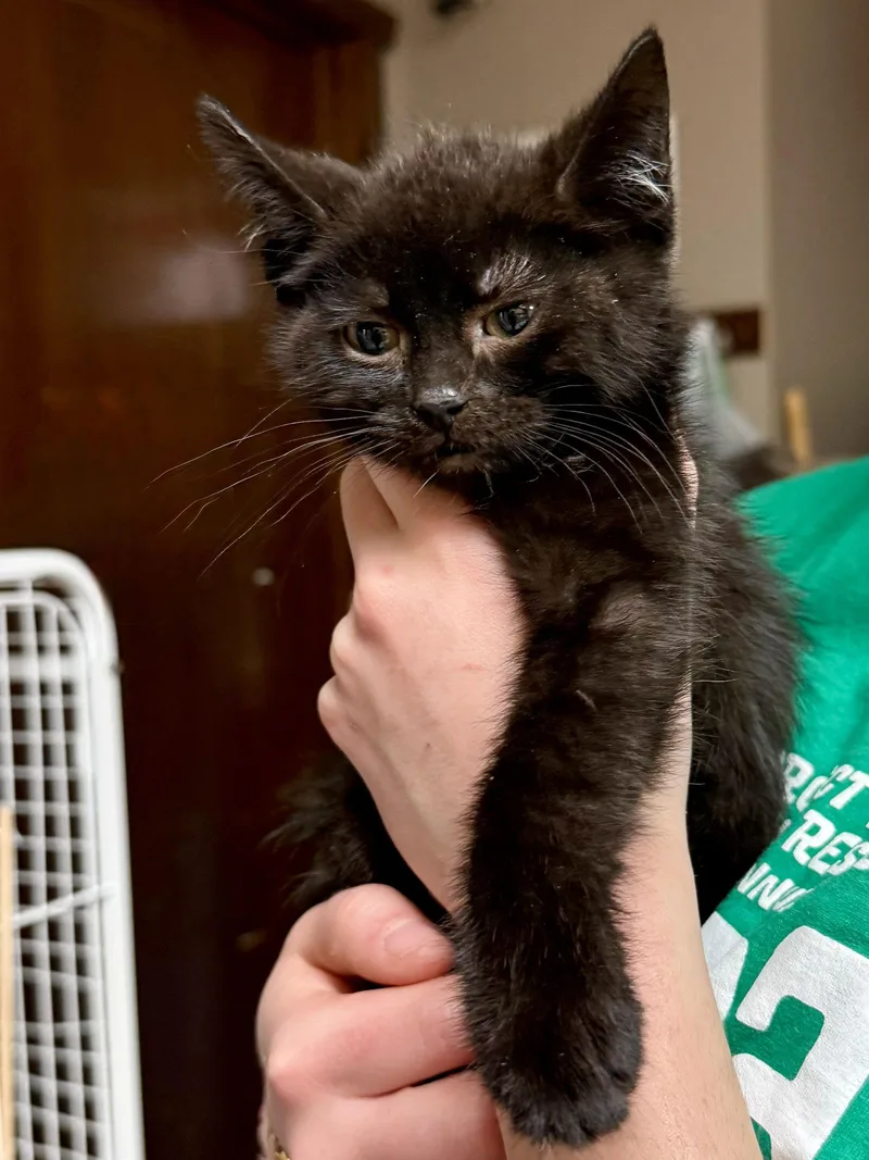 Cat  Coal thumbnail 2