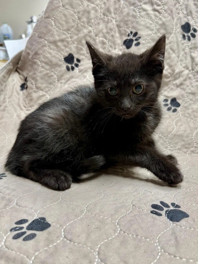 Cat  Coal thumbnail 3