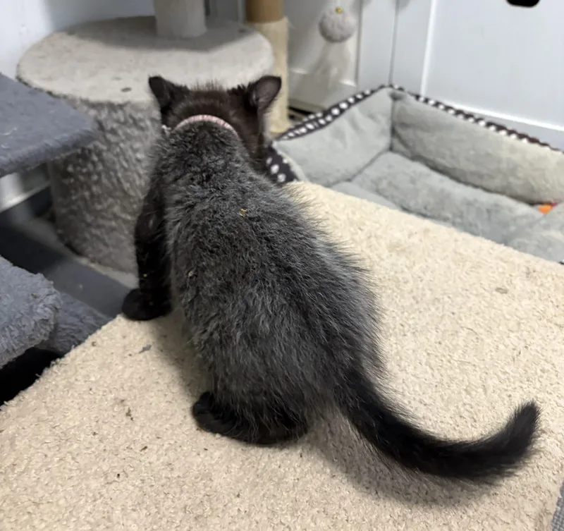 A baby small-sized female Black Bombay cat named Ember for adoption in Paulina, LA