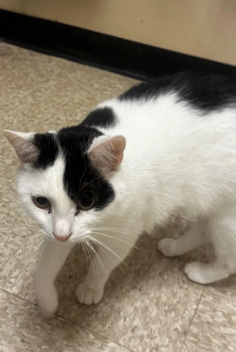 An adult medium-sized male Black & White / Tuxedo Domestic Short Hair cat named Patchespurring Sidekick! for adoption in Herndon, VA