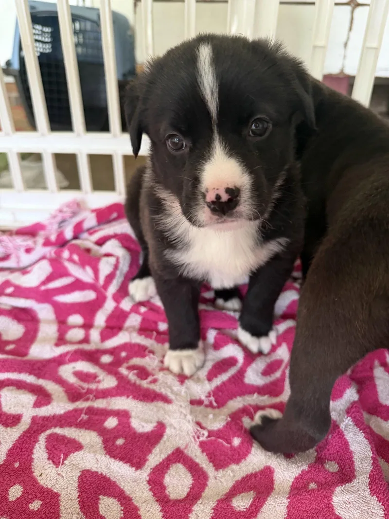 A baby medium-sized female American Staffordshire Terrier dog named Oakley for adoption in Holly Springs, NC