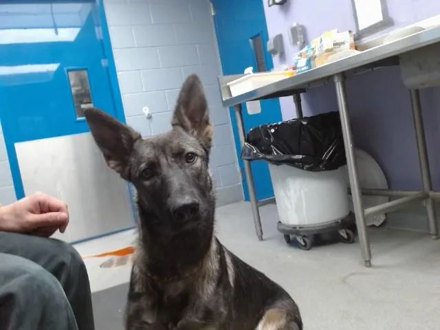 A young medium-sized female German Shepherd Dog dog named Shallot for adoption in Albuquerque, NM