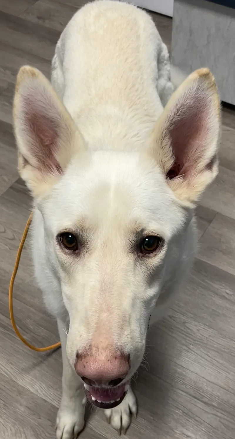 Olaf
