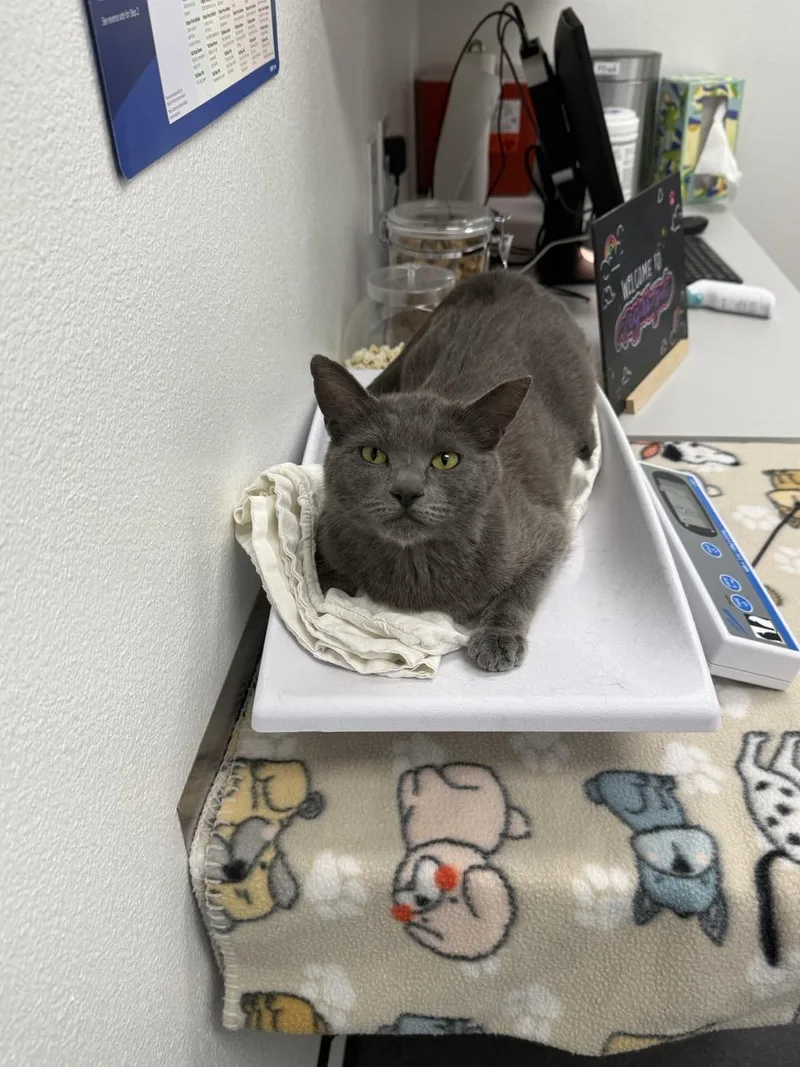 A young medium-sized female Gray / Blue / Silver Domestic Short Hair cat named Sassy for adoption in Las Vegas, NV
