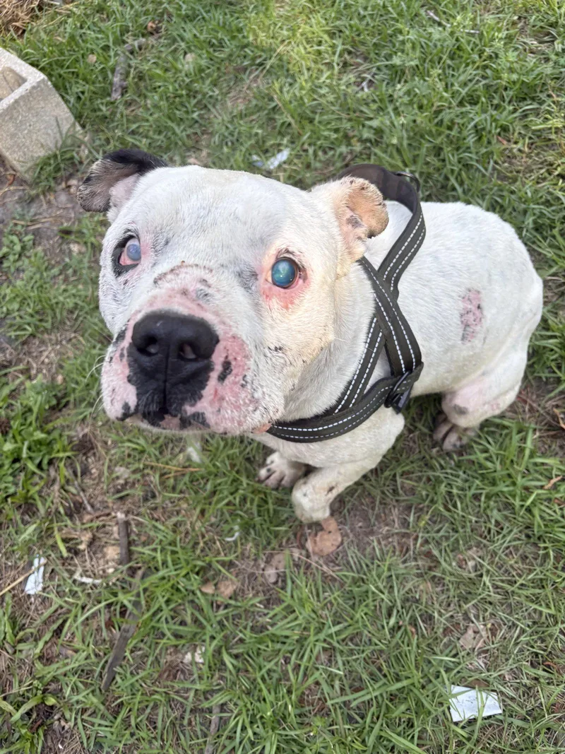 An adult medium-sized male Mixed Breed dog named Jack for adoption in Mount Pleasant, SC