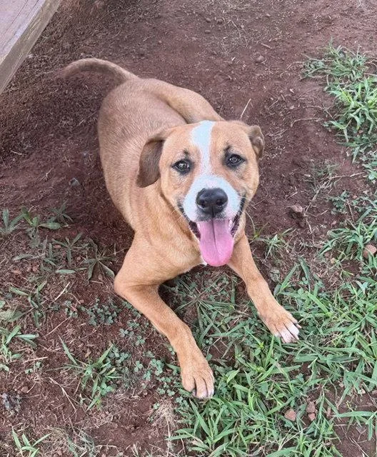 An adult medium-sized female Hound dog named Fate for adoption in Carrollton, GA