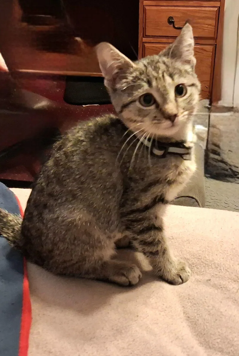 A baby medium-sized female Tabby cat named Wednesday for adoption in Carneys Point, NJ