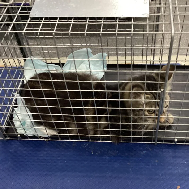 A baby small-sized female Gray / Blue / Silver Domestic Short Hair cat named Suki for adoption in Montgomery, AL