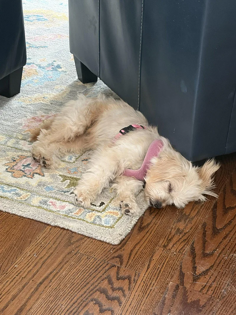 An adult small-sized female Terrier dog named Flora for adoption in Burlingame, CA