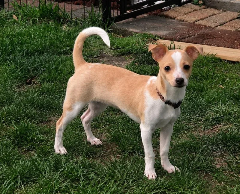 A baby small-sized female Chihuahua dog named Clarabelle for adoption in Plymouth, MI