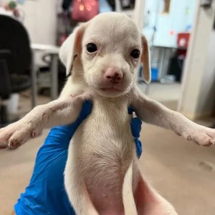 A baby medium-sized female Retriever dog named Jenny for adoption in Morton Grove, IL