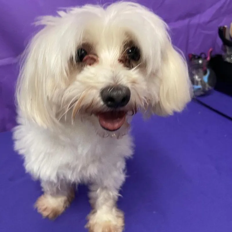 An adult small-sized male White / Cream Maltese dog named Milo for adoption in North Myrtle Beach, SC