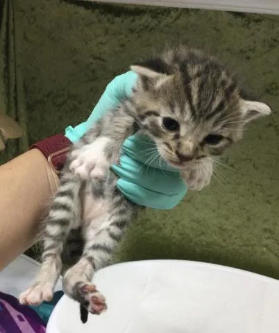 A baby small-sized female Domestic Short Hair cat named Poppy for adoption in Riverside, CA