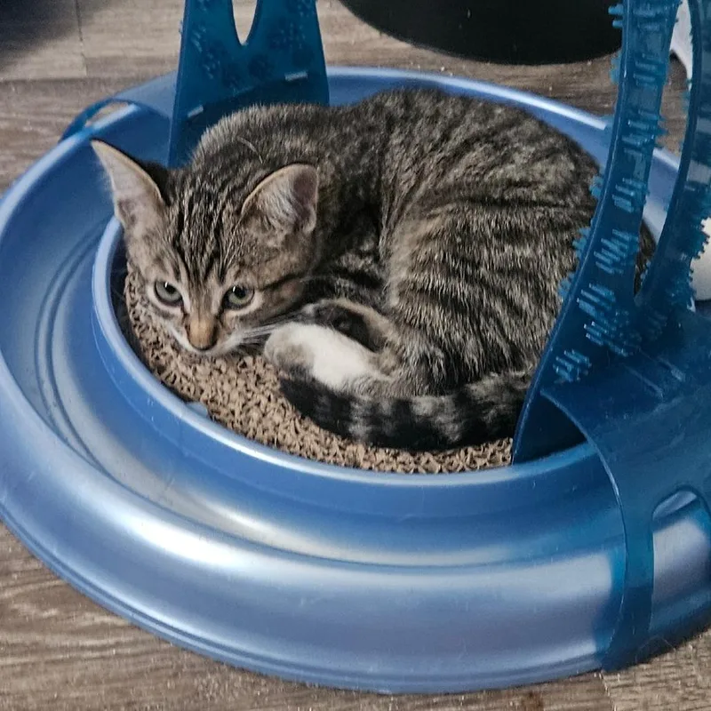 A baby small-sized female Brown / Chocolate Domestic Short Hair cat named April Ludgate for adoption in Eagle Mountain, UT