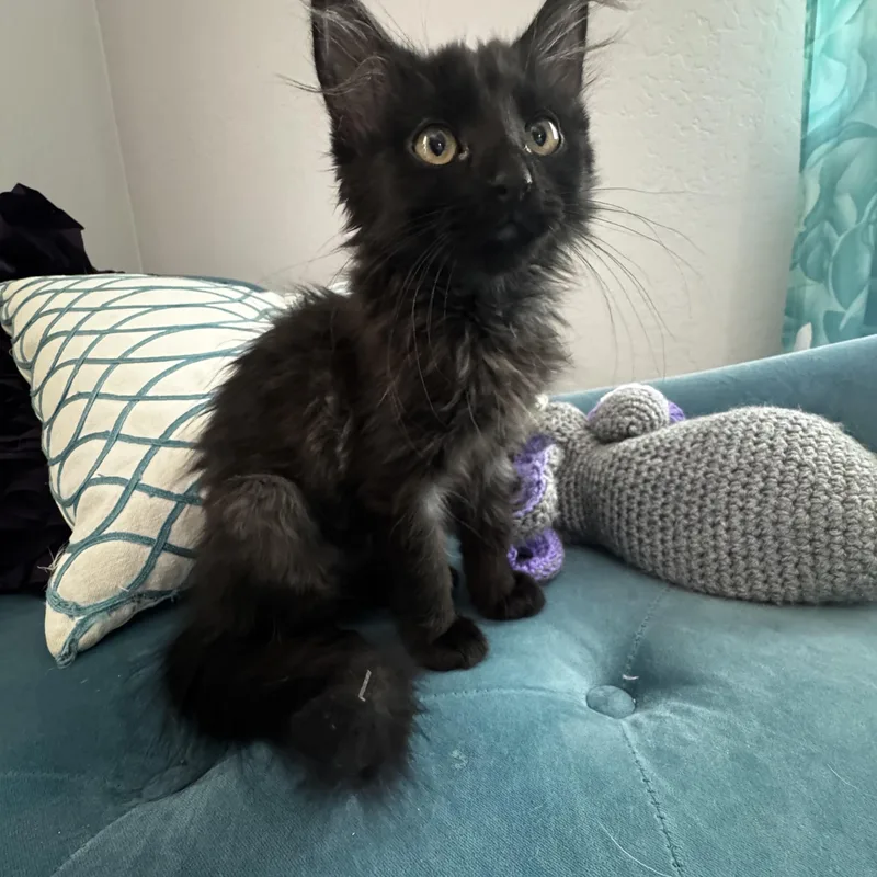 A baby small-sized female Maine Coon cat named Honey Bee for adoption in queen creek, AZ