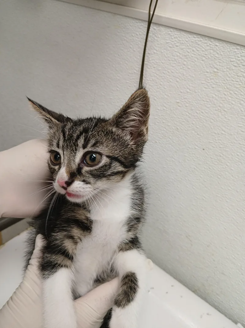 A baby small-sized female Domestic Short Hair cat named Ariel for adoption in Los Angeles, CA
