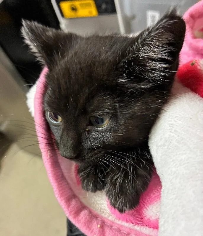 A young small-sized male Black Domestic Short Hair cat named Kings Island for adoption in Cincinnati, OH