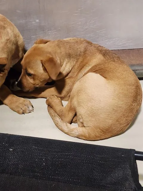 Sandy  Urgent! Longtime