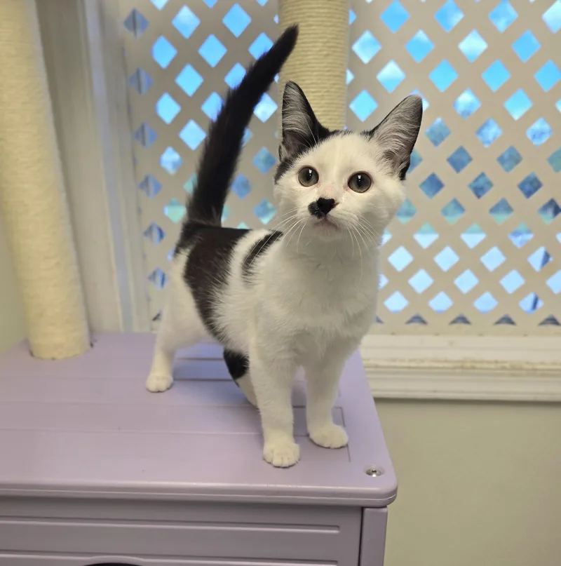 A baby medium-sized male Black & White / Tuxedo Domestic Short Hair cat named Tommy for adoption in Mount Carmel, IL