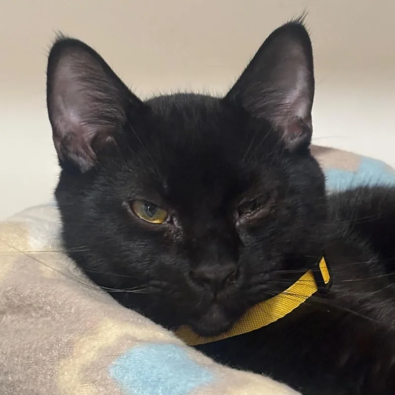 Thackery C thumbnail 2