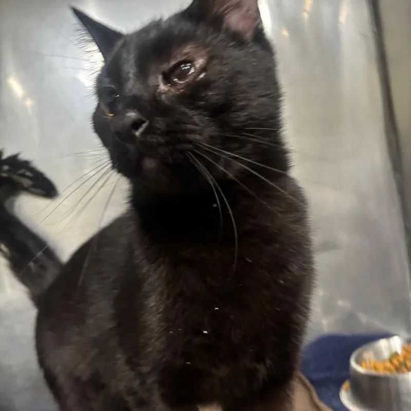 Thackery C thumbnail 4