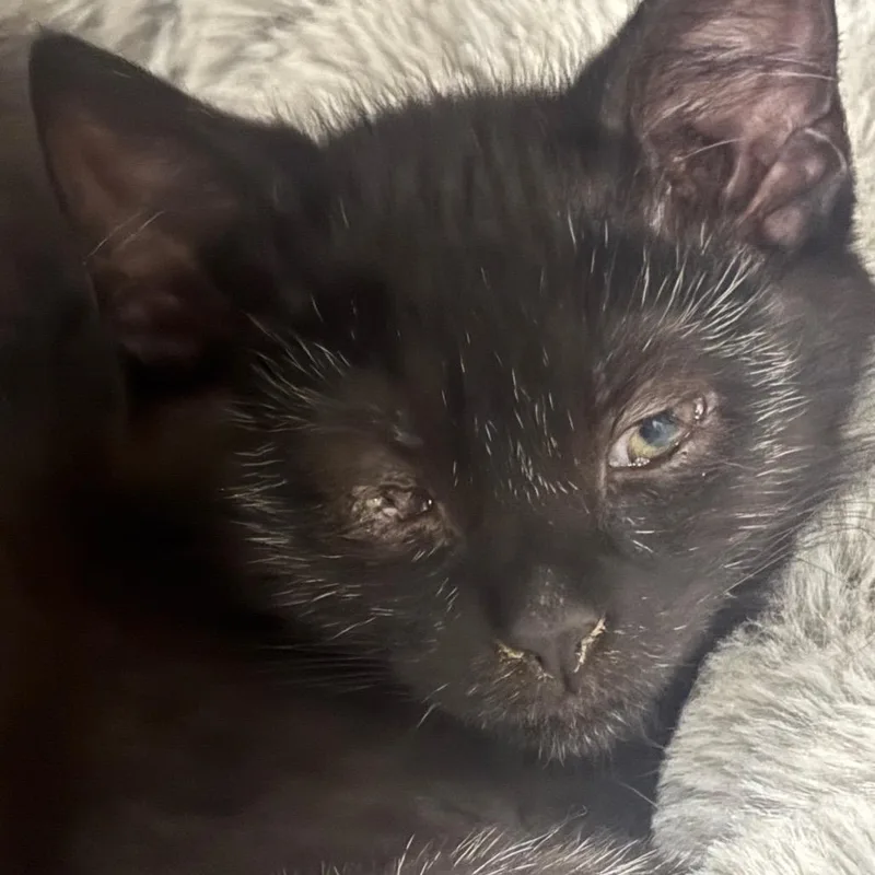 Thackery C thumbnail 5