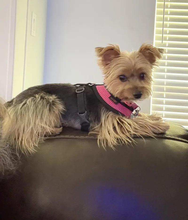 Missy thumbnail 4
