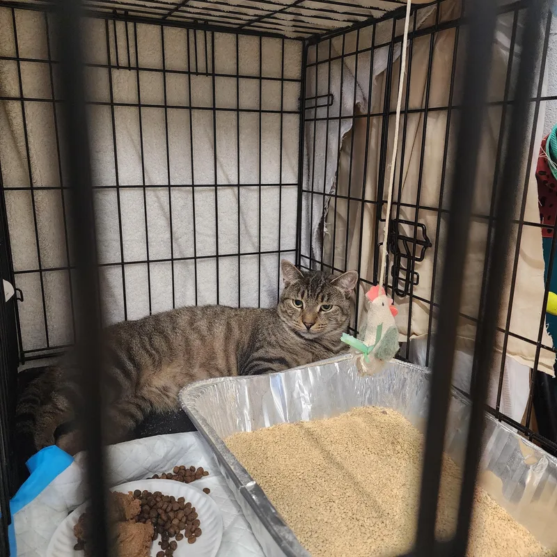 An adult medium-sized male Tabby (Gray / Blue / Silver) American Shorthair cat named Parmesan for adoption in New York, NY
