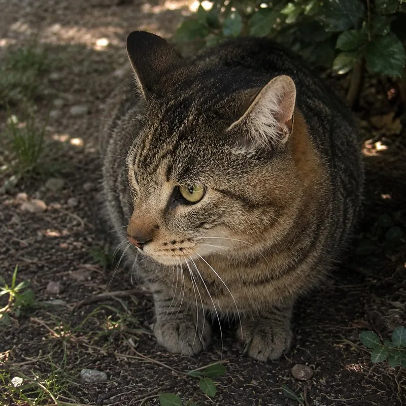 Parmesan thumbnail 4