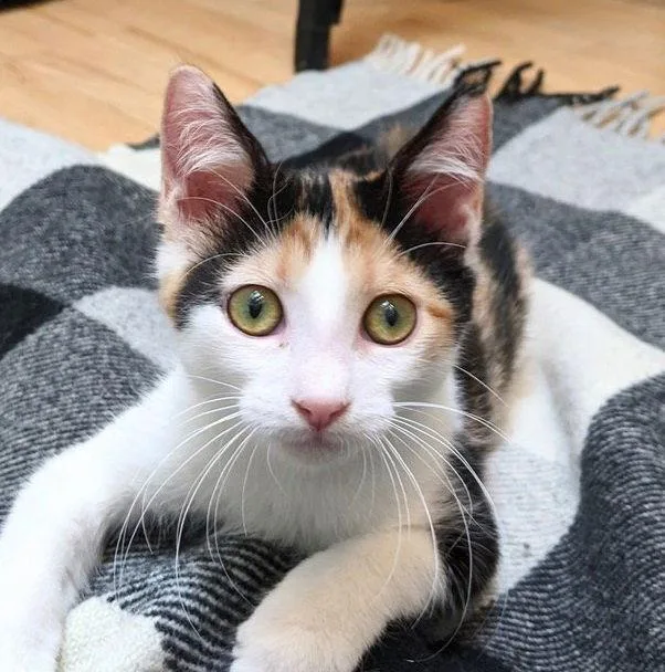 Lyra Preciouspurrbaby thumbnail 2