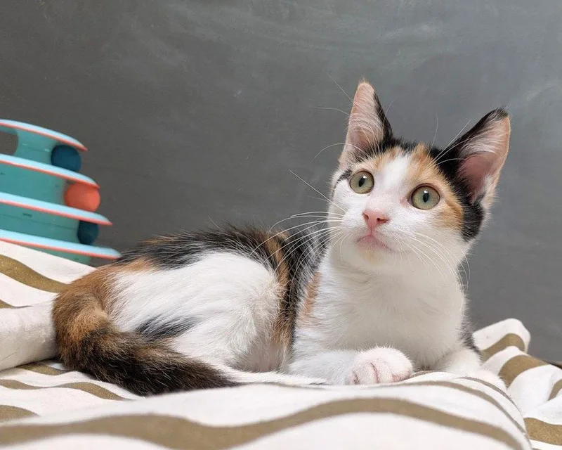 Lyra Preciouspurrbaby thumbnail 3