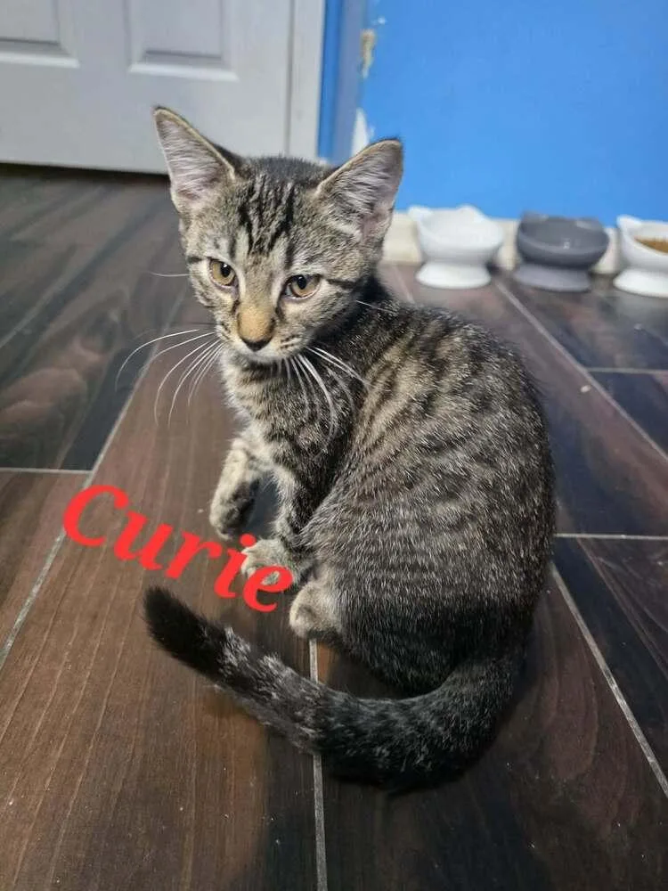A baby small-sized female Black & White / Tuxedo Domestic Short Hair cat named Curie for adoption in Orlando, FL