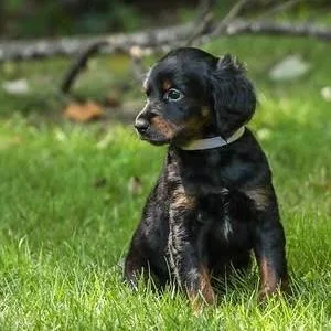 A baby small-sized male Dachshund dog named Somoa for adoption in Cumming, GA
