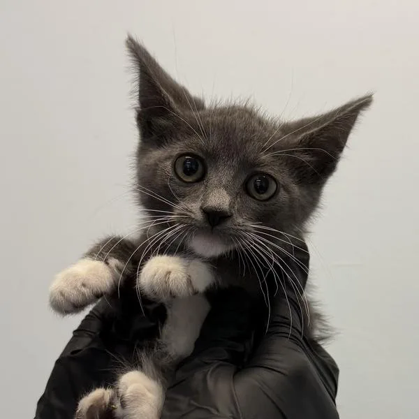 A baby small-sized female Domestic Short Hair cat named Puma for adoption in San Diego, CA