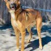 An adult large-sized male Shepherd dog named AC "Buddy" for adoption in Conyers, GA