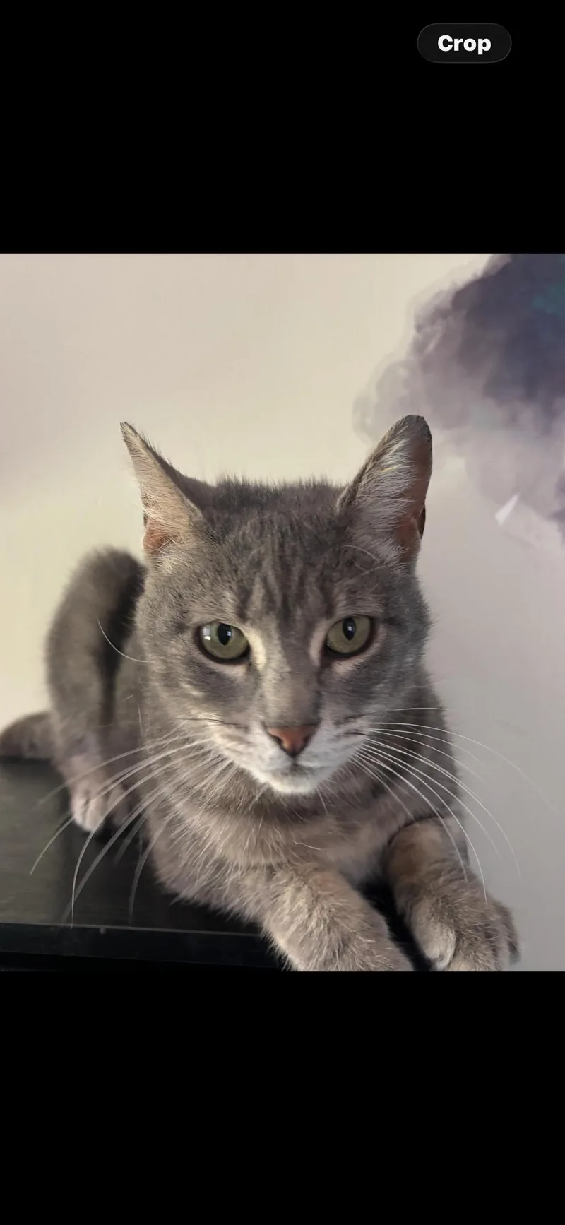An adult medium-sized female Tabby (Gray / Blue / Silver) Domestic Short Hair cat named Moonpie for adoption in Flushing, NY