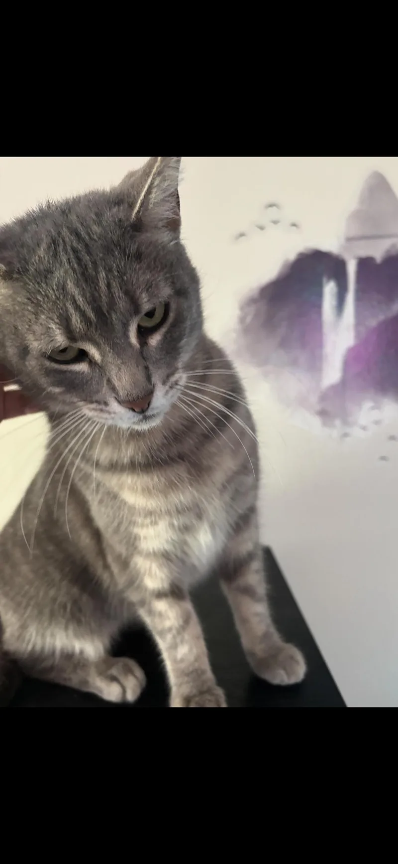 Moonpie thumbnail 5