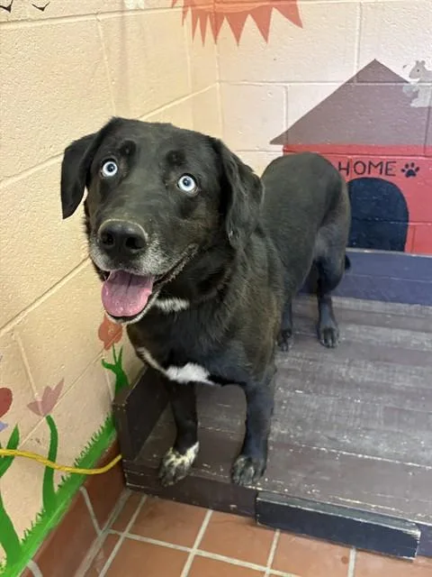 An adult medium-sized male Labrador Retriever dog named Cruz for adoption in Castaic, CA