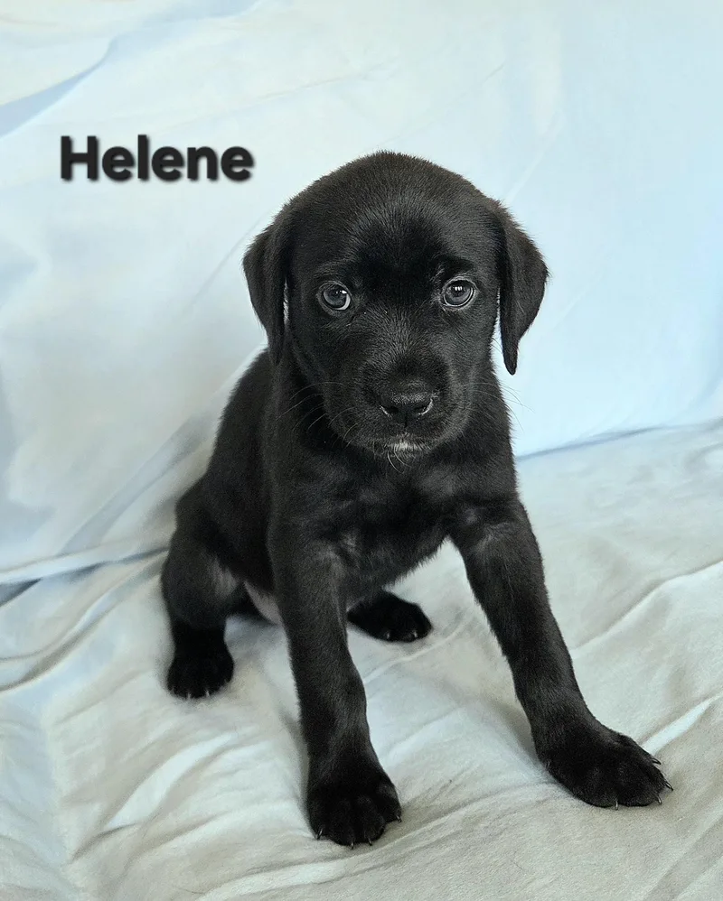 A baby medium-sized female Black Labrador Retriever dog named Helene for adoption in Colorado Springs, CO