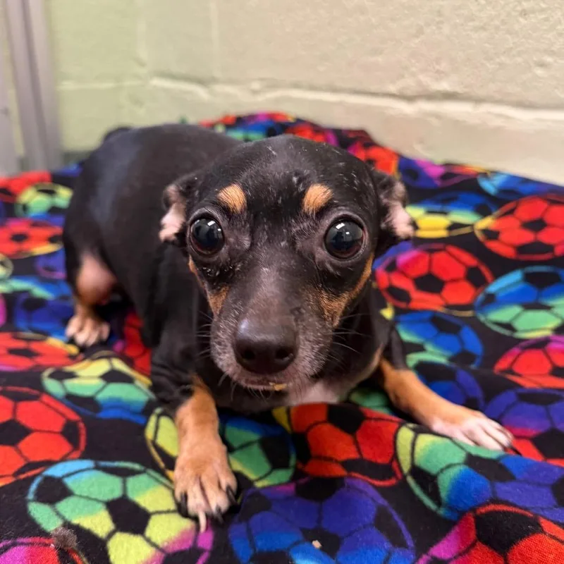 A young small-sized female Chihuahua dog named Helena for adoption in West Palm Beach, FL