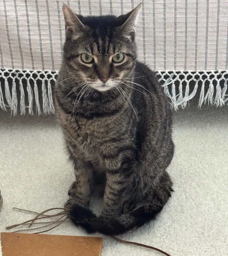 An adult large-sized male Domestic Short Hair cat named Albert for adoption in Ewing, NJ
