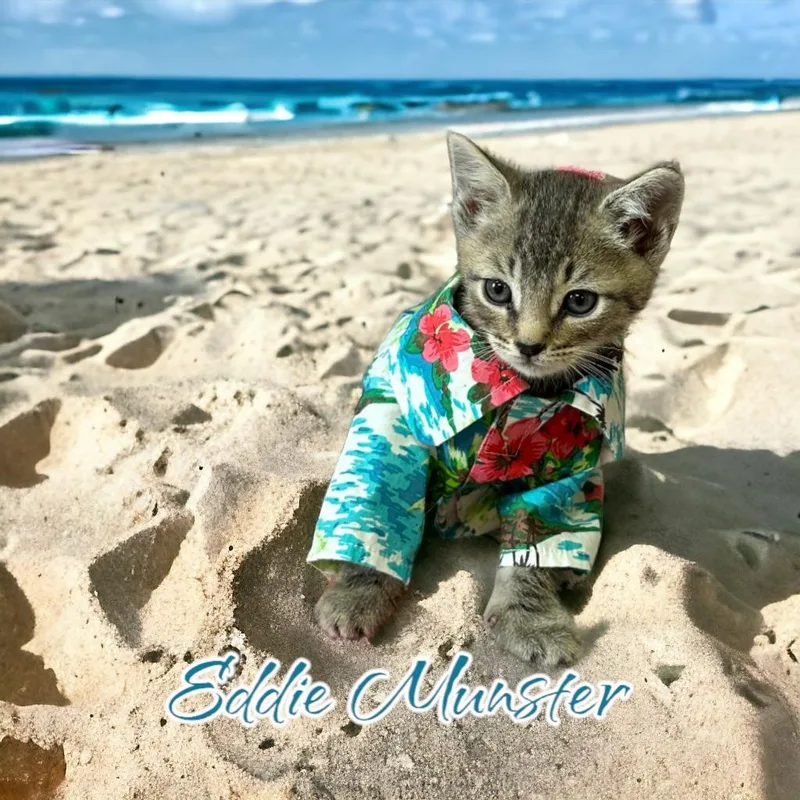 A young small-sized male Domestic Short Hair cat named Eddie for adoption in Port Clinton, OH