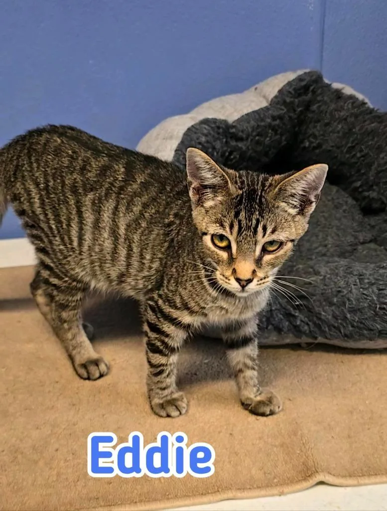 Eddie thumbnail 2