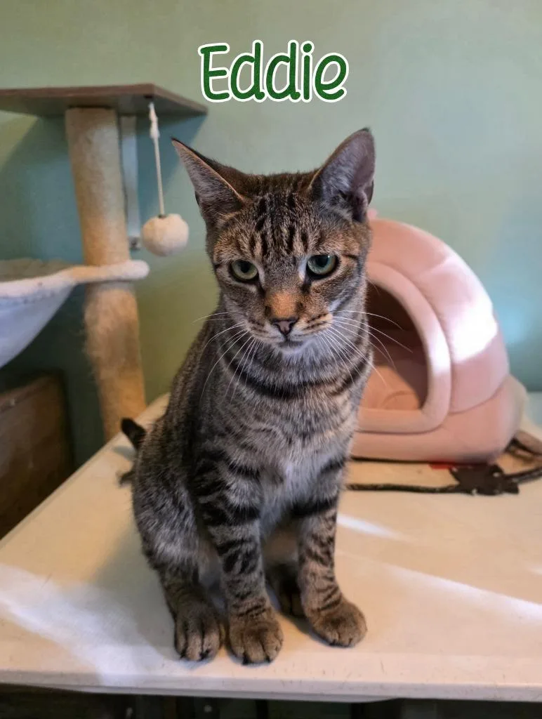 Eddie thumbnail 5