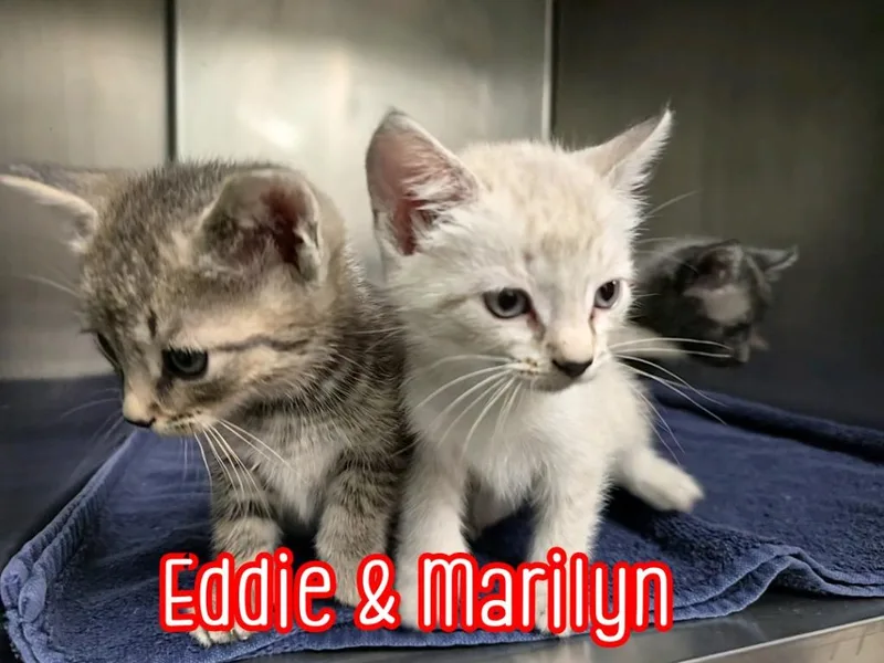 Eddie thumbnail 6