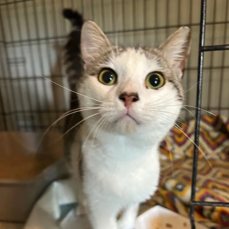 A young medium-sized male Brown / Chocolate Domestic Short Hair cat named Ben for adoption in Valdosta , GA
