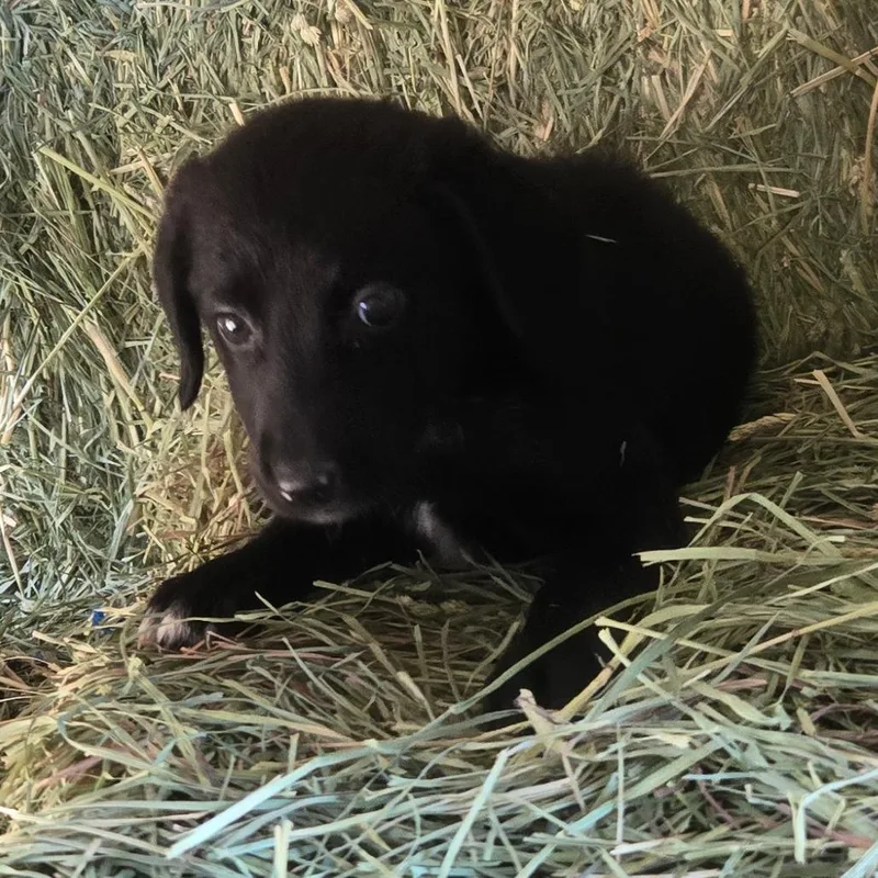 A baby small-sized female Dachshund dog named Winnie for adoption in Floresville, TX