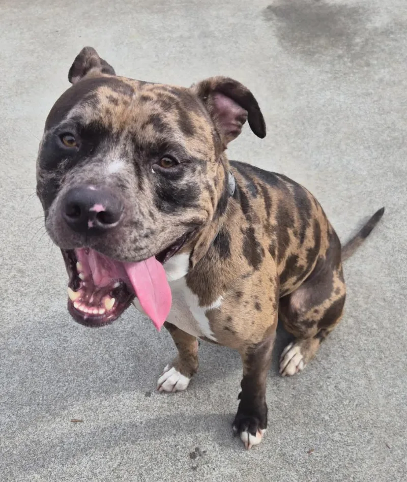 Optimus Prime thumbnail 2